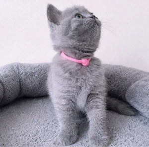 British Shorthair Blue 
