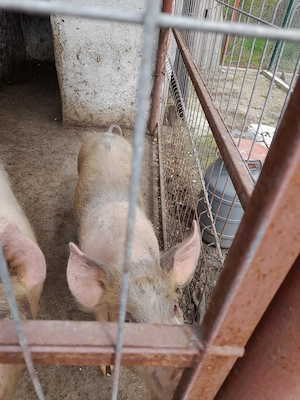 Vând purcele - imagine 4