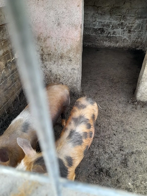 Vând purcele - imagine 2