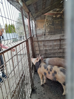 Vând purcele - imagine 3