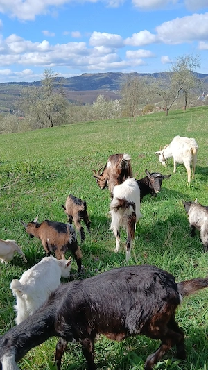 Vand capre cu iezi sau dau la schimb  - imagine 2