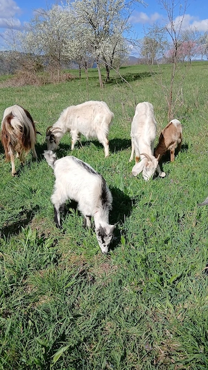 Vand capre cu iezi sau dau la schimb 