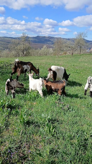 Vand capre cu iezi sau dau la schimb  - imagine 3