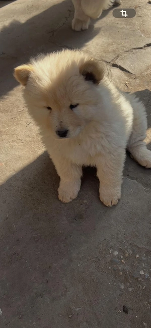 Cățelușă Chow Chow de vânzare 