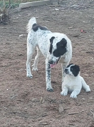 Prenotări Căței Ciobănesc de asia centrală - imagine 2