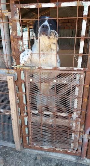 Prenotări Căței Ciobănesc de asia centrală - imagine 3