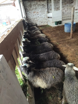 Mieluțe de vânzare  - imagine 3