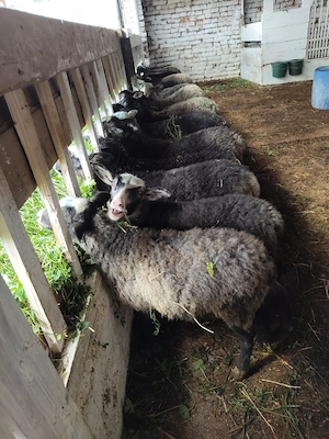 Mieluțe de vânzare  - imagine 2