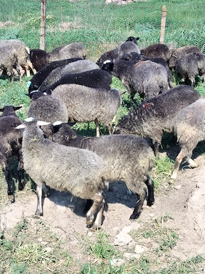 Mieluțe de vânzare 