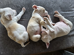 Vând  cățeluși  Amstaff 