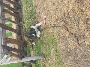 De vânzare doi căței  - imagine 3