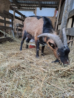 capre de vanzare - imagine 3