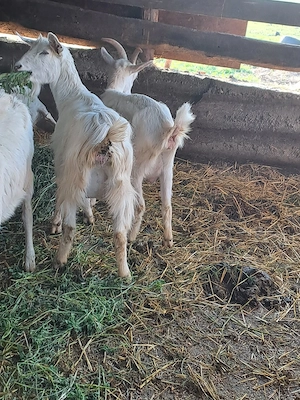 capre de vanzare - imagine 4