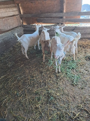 capre de vanzare - imagine 5