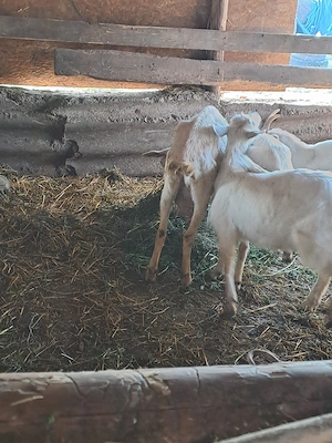 capre de vanzare - imagine 2