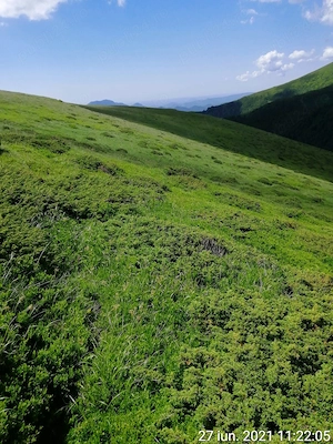 Teren gol alpin pășune de 18.5 ha, muntele Stâna Mare, jud Gorj - imagine 5