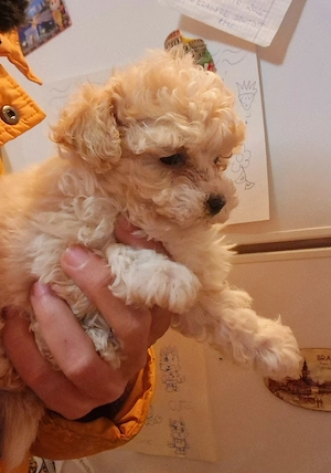 Baietel si fetita Maltipoo - imagine 3
