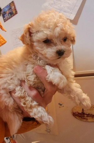 Baietel si fetita Maltipoo - imagine 2