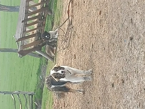 De vânzare doi căței  - imagine 2