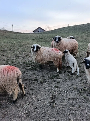 vand oi breze - imagine 2