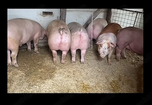 de vânzare  - imagine 3