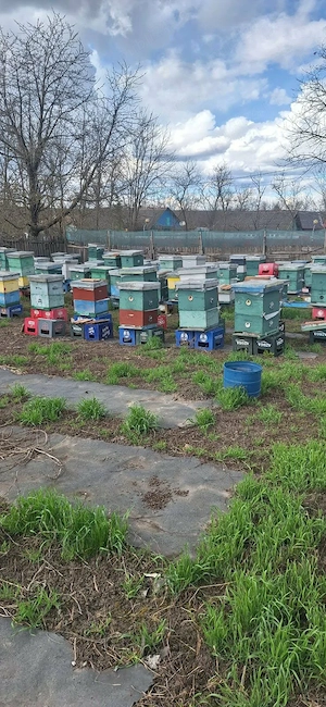 Vând familii de albine