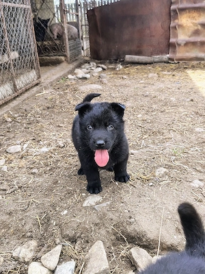 Ciobanesc german negru și bicolor 
