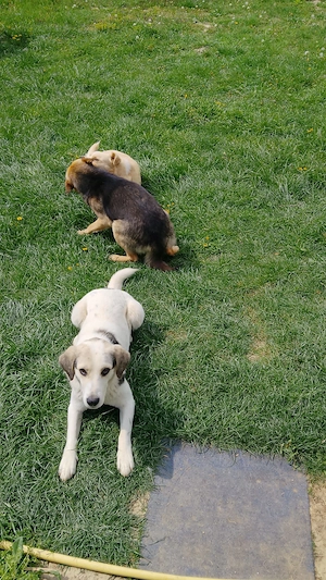 Donez catei spre adoptie - imagine 4