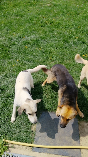 Donez catei spre adoptie - imagine 2