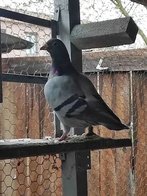 Vand voiajori belgieni