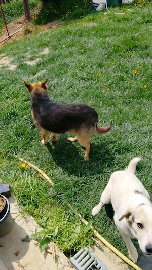 Donez catei spre adoptie - imagine 3