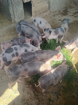 purcei de vânzare  - imagine 4