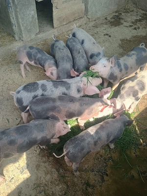 purcei de vânzare  - imagine 2