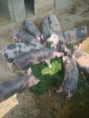 purcei de vânzare  - imagine 5