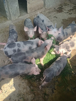 purcei de vânzare  - imagine 3