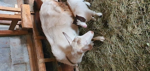 Vând doua capre din trei 