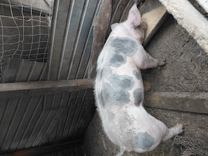 Vier petrean rasa pura 