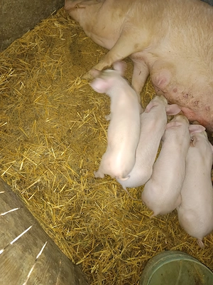 Vând purcei Landrasce cu marele alb 