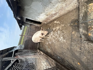 scroafă de carne landrage 