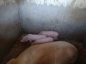 Vând purcei Landrasce cu Marele Alb au 8 săptămâni mănâncă porumb boabe, trifoi și uruială. - imagine 2