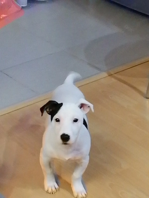 Jack Russell  - imagine 2