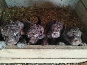 Pui lagotto romagnolo