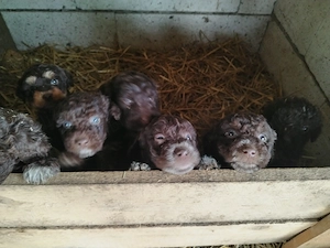Pui lagotto romagnolo - imagine 2