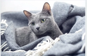 Albastru de rusia pui  - imagine 5