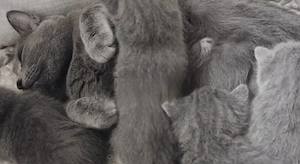 Albastru de rusia pui  - imagine 4