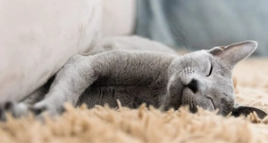 Albastru de rusia pui  - imagine 3