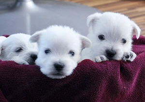Pui westie cu pedigree