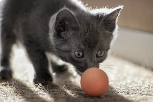 Albastru de rusia pui  - imagine 2