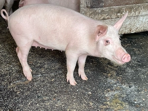 purcei       - imagine 3