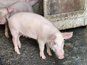 purcei       - imagine 5